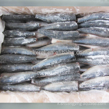 Mackerel Hgt Pacific pulito su congelato di alta qualità